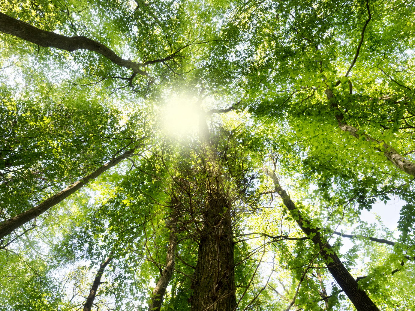 peaceful forest